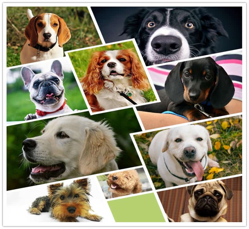 emotional support dog breeds