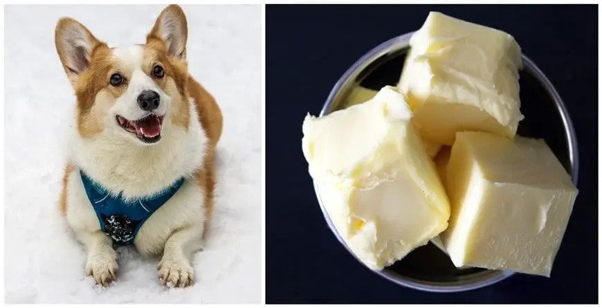 what happens if a dog eats butter