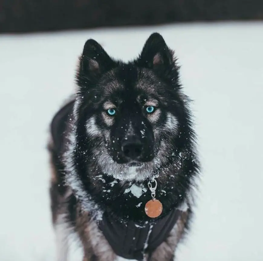 Agouti Husky For Sale 2024 www.hockeyplayer .ar