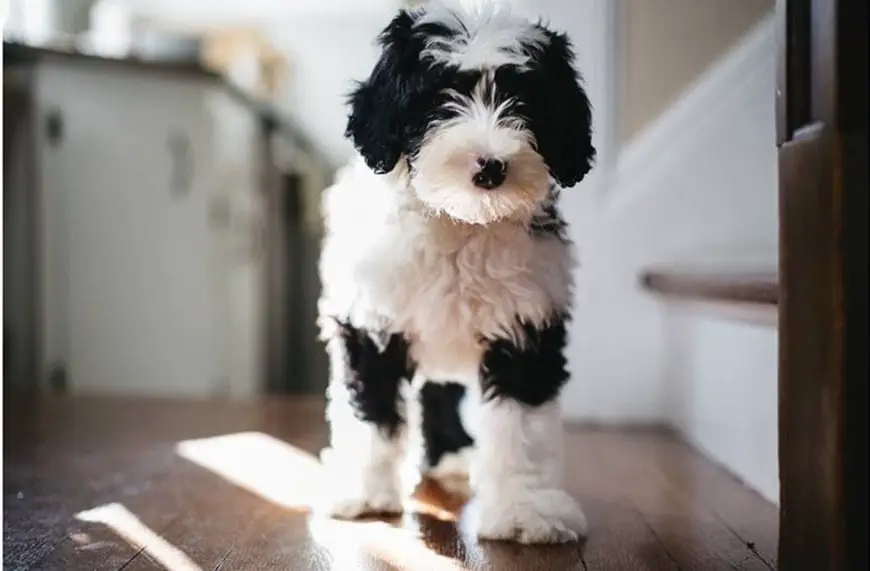 mini sheepadoodle adult