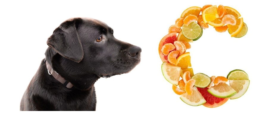 Vitamin C for Dogs ebknows