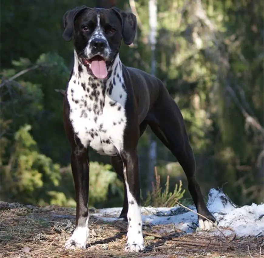 Dalmatian Boxer Mix All About The Boxmatian Dog Ebknows Dalmatian Boxer Mix All About The