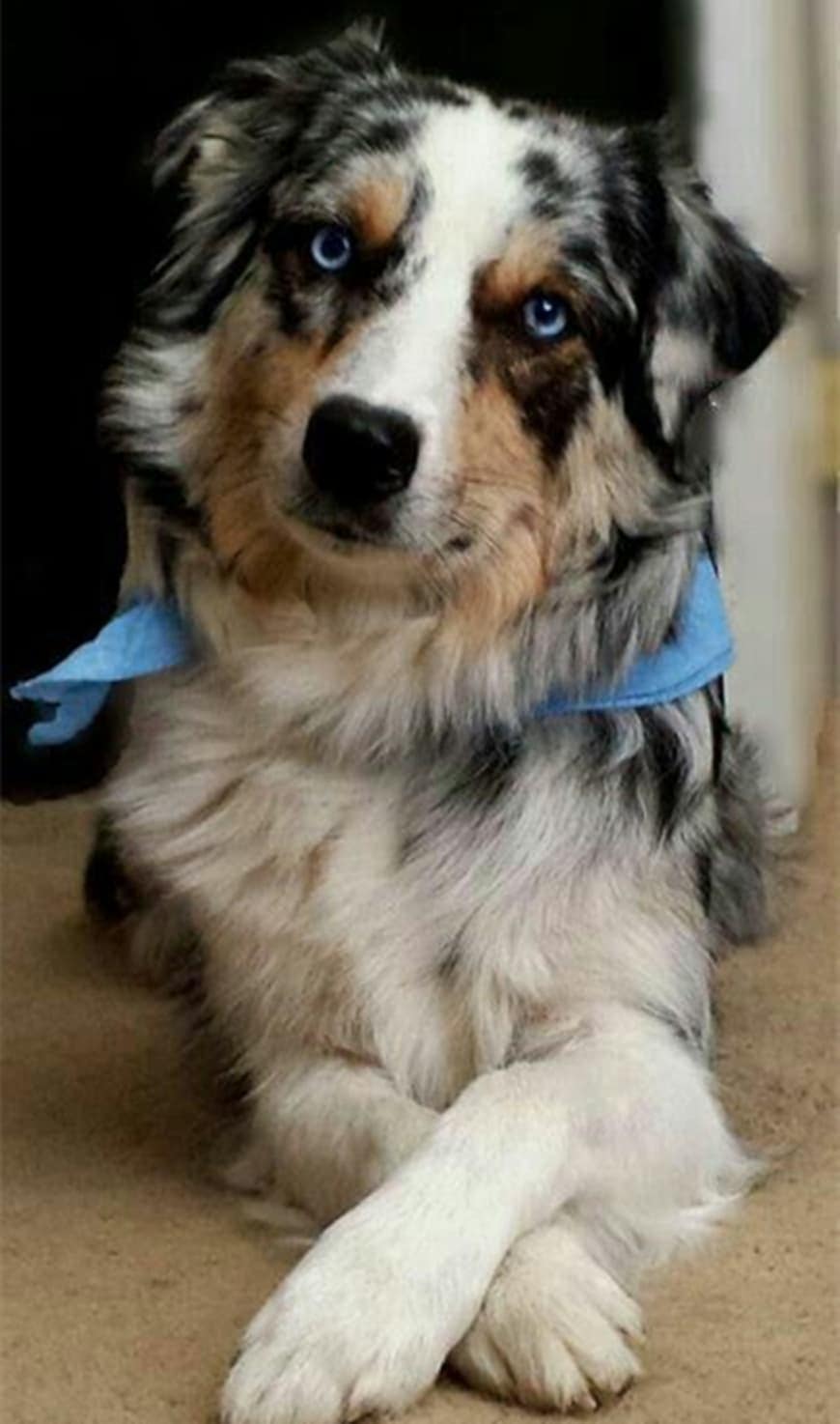 bearded collie australian shepherd mix