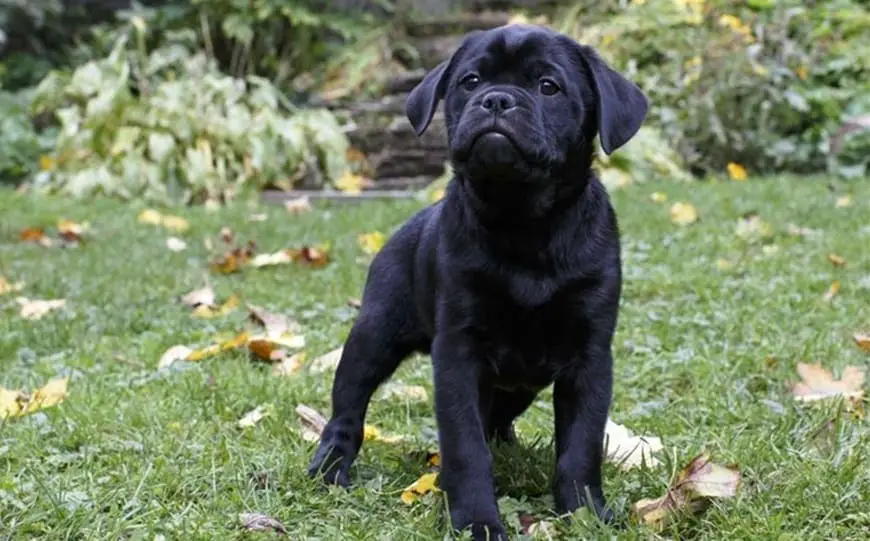 pit pug mix puppies