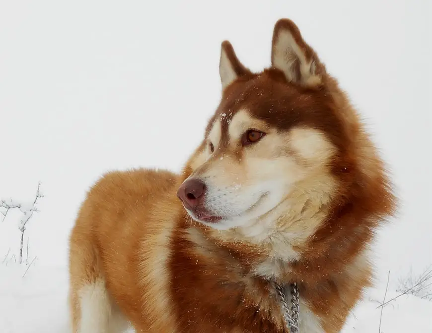 orange siberian husky