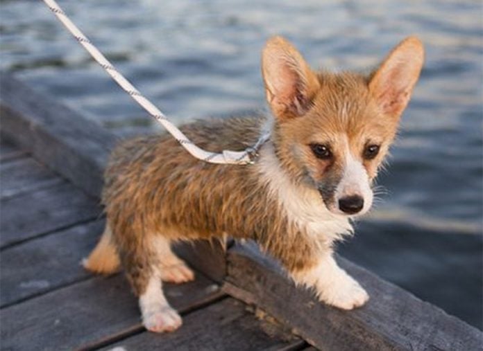 The Teacup Corgi: Everything You Need to Know | ebknows