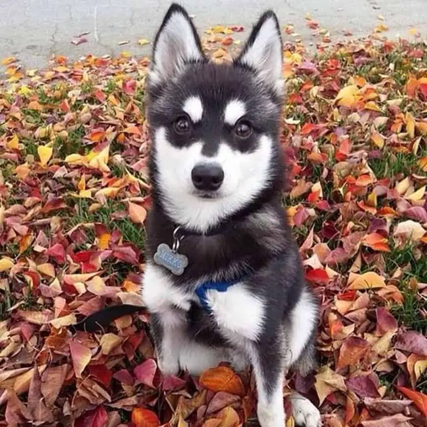 Mini husky