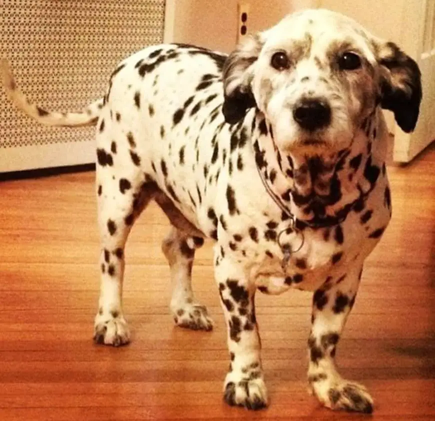 Corgi Dalmation Mix 2024 leadctr