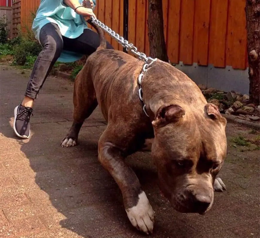 pitbulls xxl