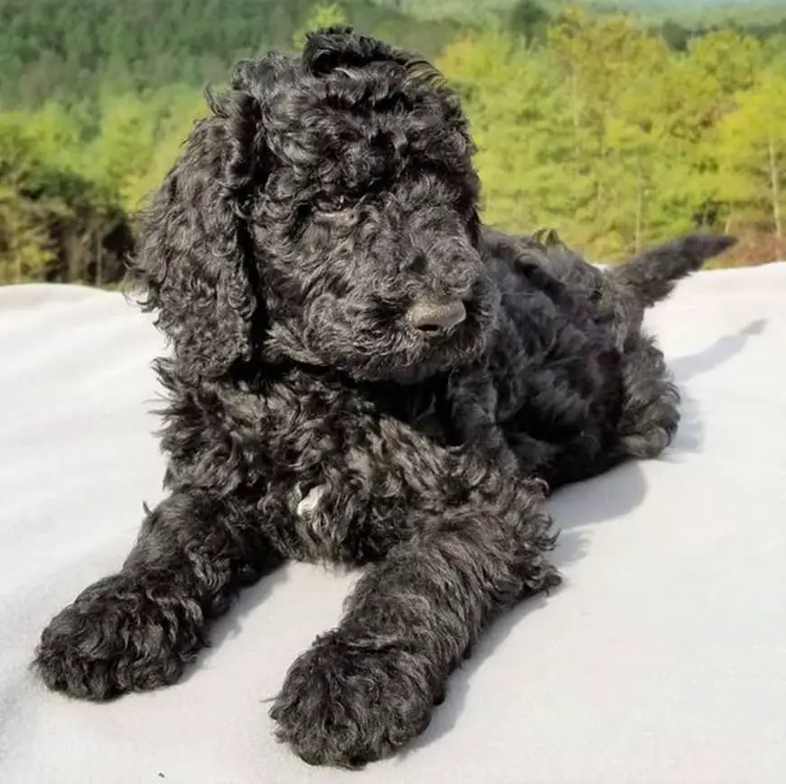 black goldendoodle adult