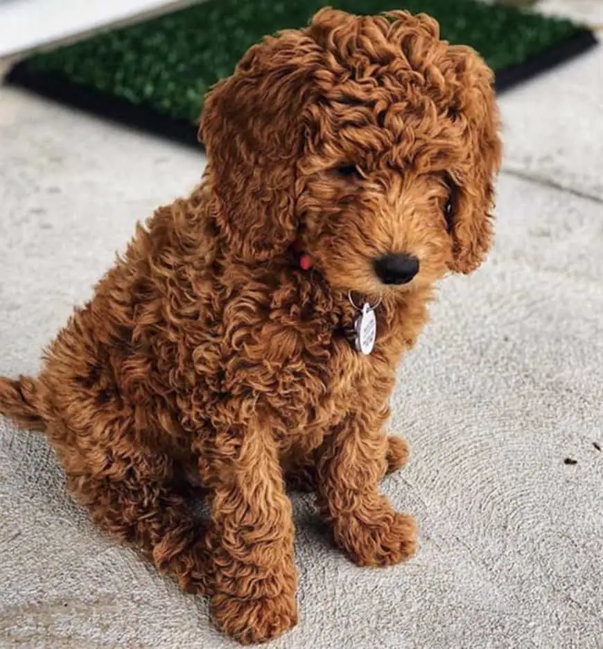 red haired goldendoodle