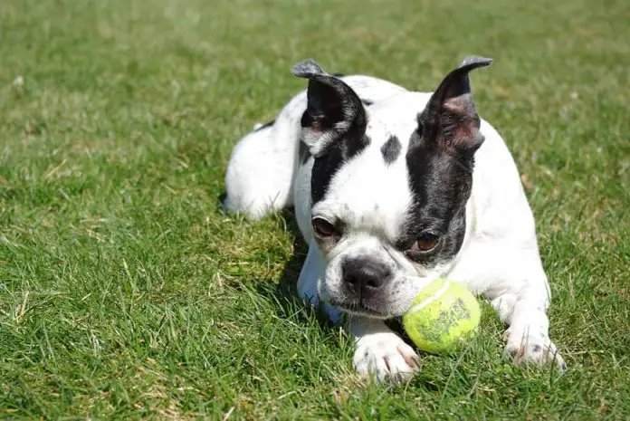 Boston Terrier shedding