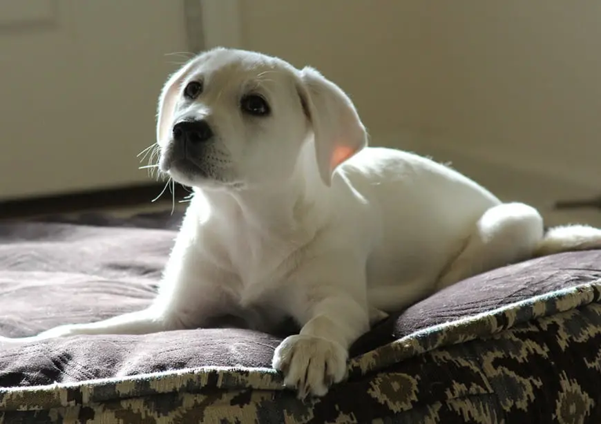 Everything About White Lab Puppies Ebknows