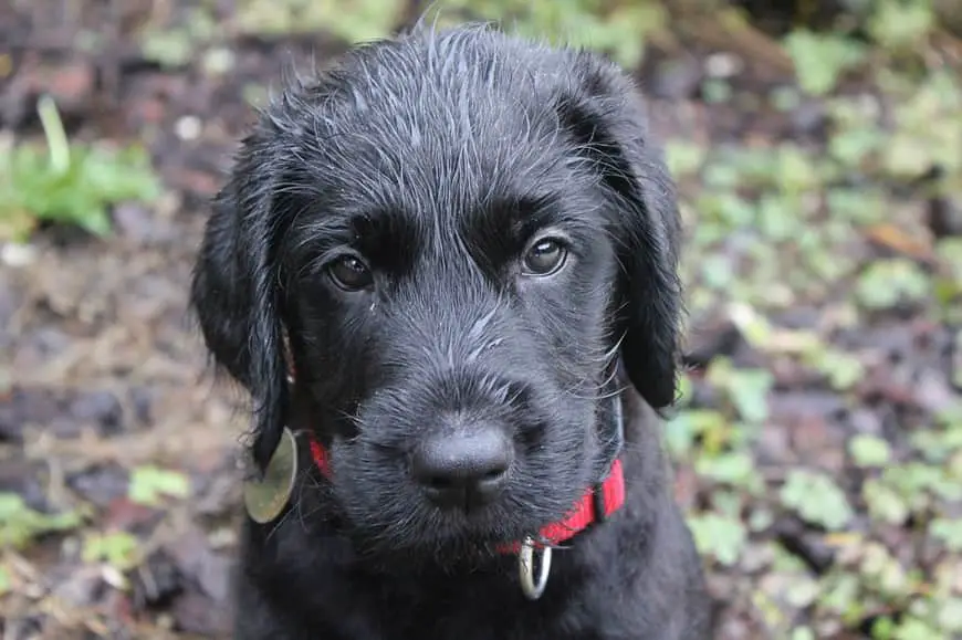 flat haired labradoodle