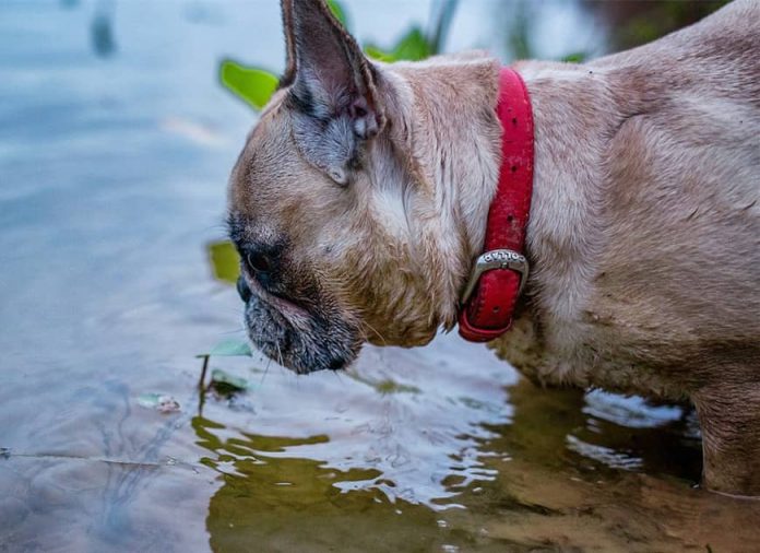 Can French Bulldogs Swim? ebknows