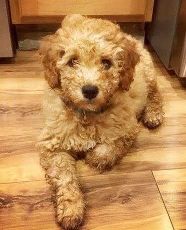 What is an F3 Goldendoodle? | ebknows