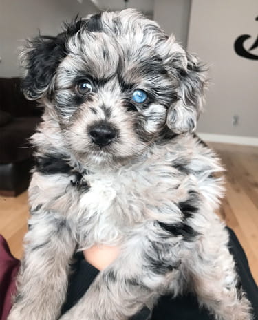 blue merle labradoodle puppies for sale