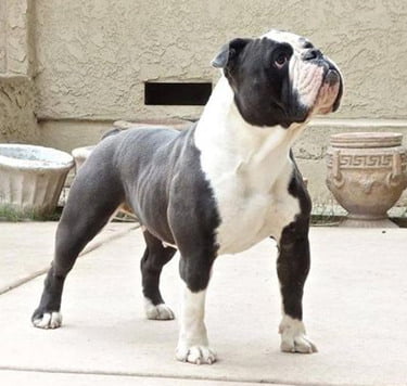 Was Sie wissen müssen, bevor Sie eine pazifische Bulldogge adoptieren – ebknows