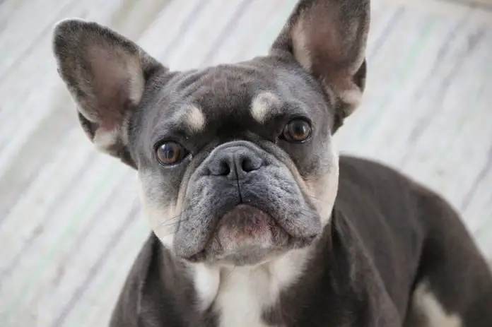 Tan French Bulldog What are the Tan Points in Frenchies