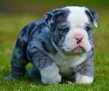 rare blue english bulldogs for sale