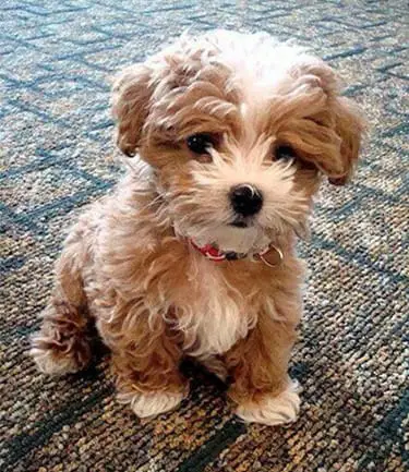 small fluffy dog that looks like a teddy bear