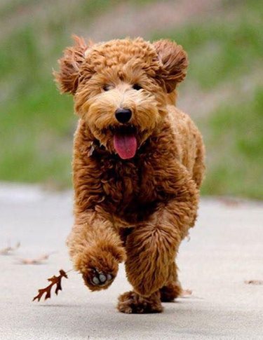 What Is a Teddy Bear Goldendoodle? | ebknows