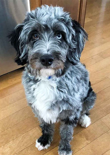 aussiedoodle blue eyes