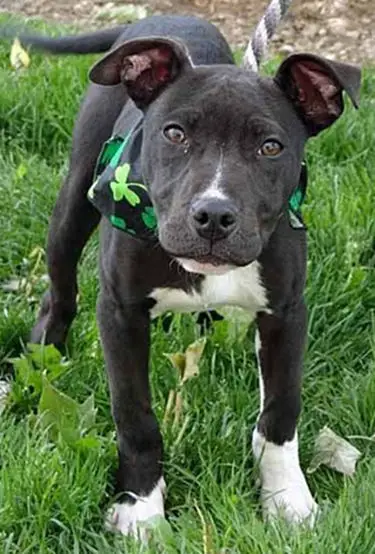 whippet mix puppies