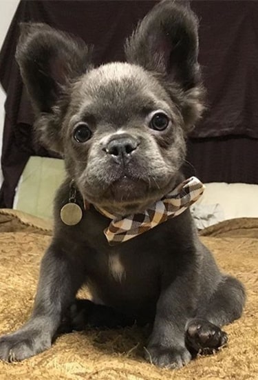 Long haired blue french bulldog shop