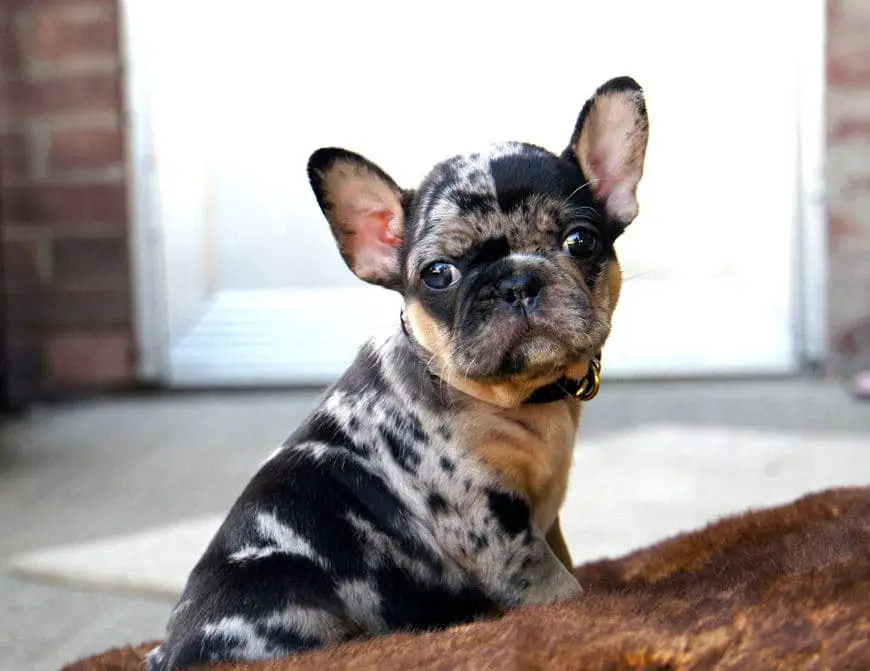 Bulldog French Merle
