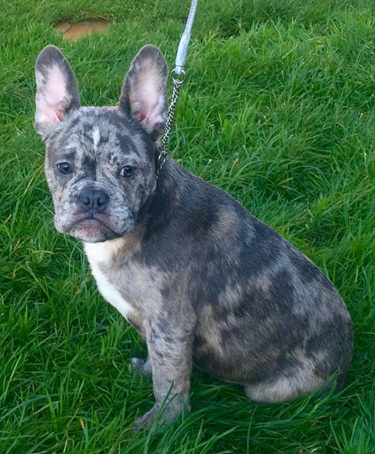 french bulldog blue merle for sale